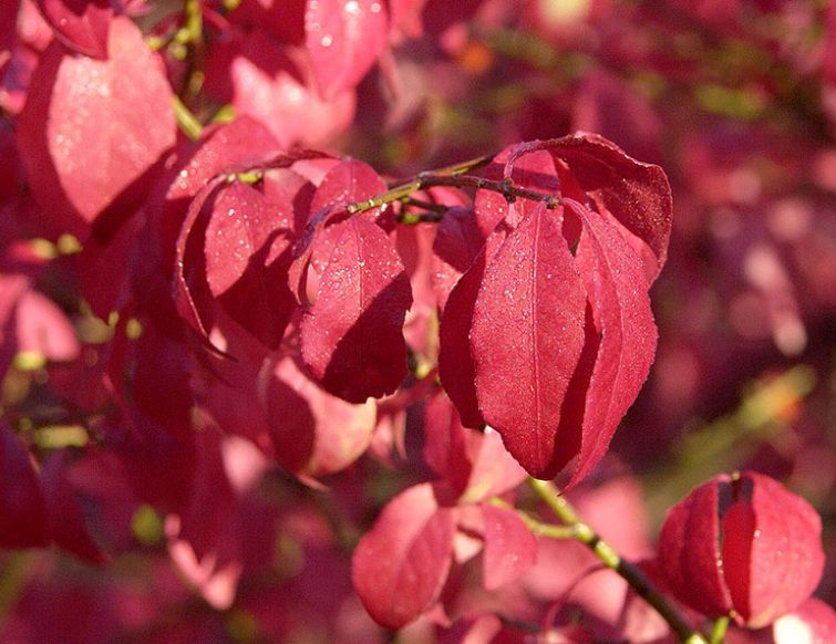 Zauber der Herbstfärbung