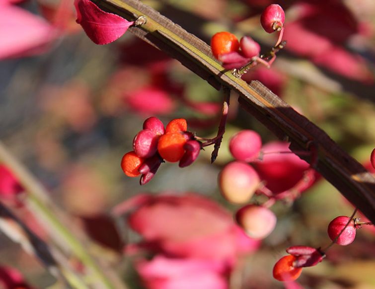 Spindelstrauch, geflügelt - Euonymus alatus