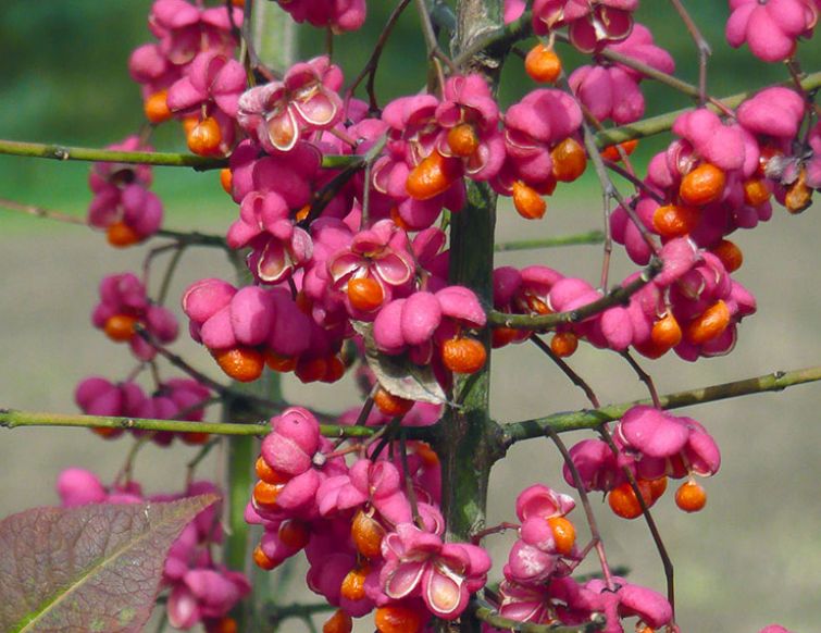 Pfaffenhütchen – Euonymus europaeus