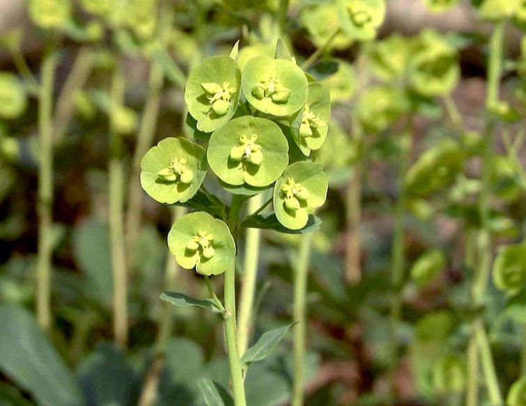 Wolfsmilch – Euphorbia