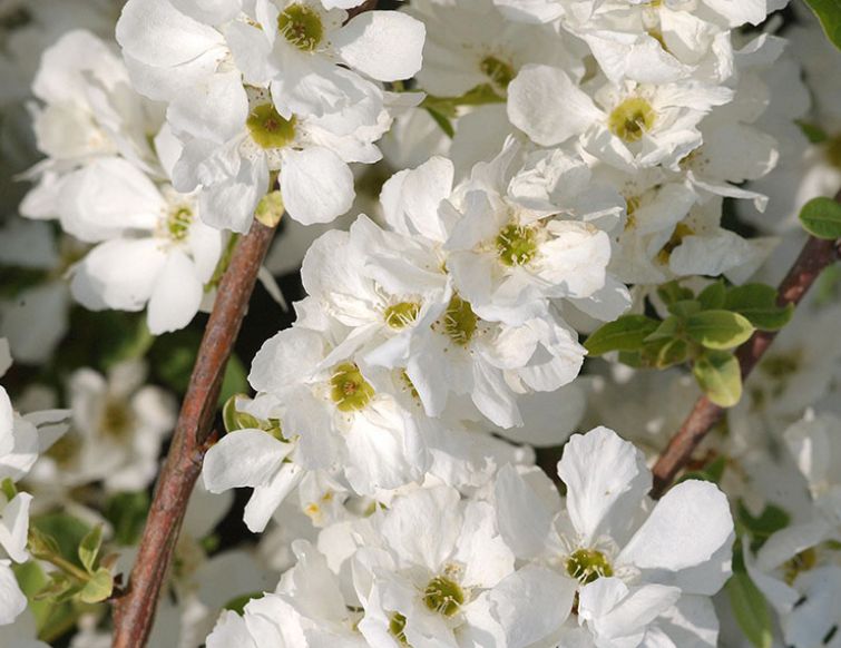 Kaskaden-Perlbusch – Exochorda ‘The Bride‘"