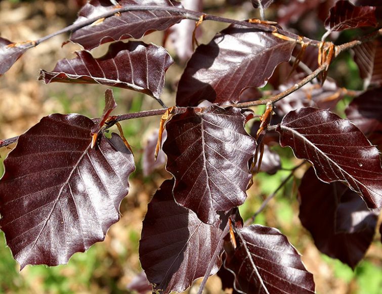 Rotbuche – Fagus sylvatica