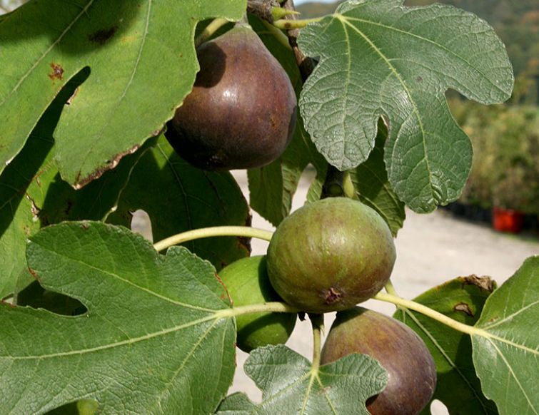 Feige Violetta (Bayernfeige) - Ficus carica 'Violetta'