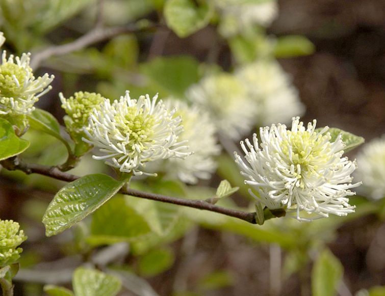 Federbuschstrauch – Fothergilla gardenii