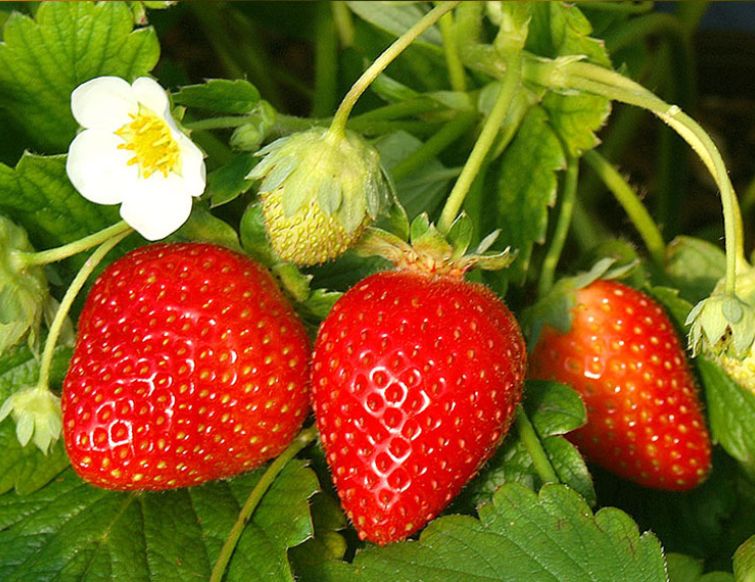 Erdbeere – Fragaria