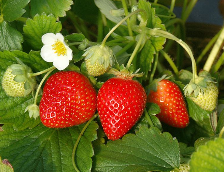 Pflanzung und Pflege von Erdbeeren