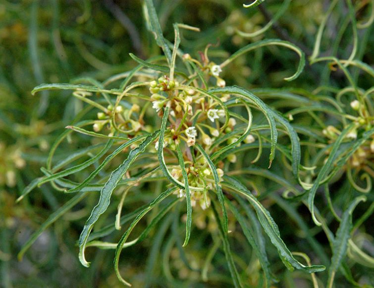 Gesunde Pflanzen im Garten