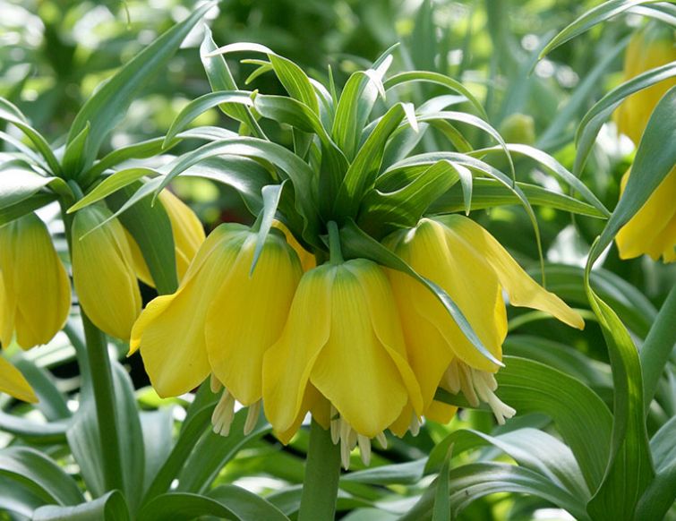 Kaiserkrone – Fritillaria imperialis