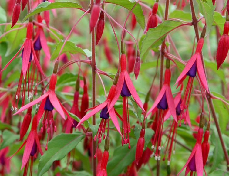 Fuchsie, winterhart - Fuchsia Hybriden - Fuchsia magellanica
