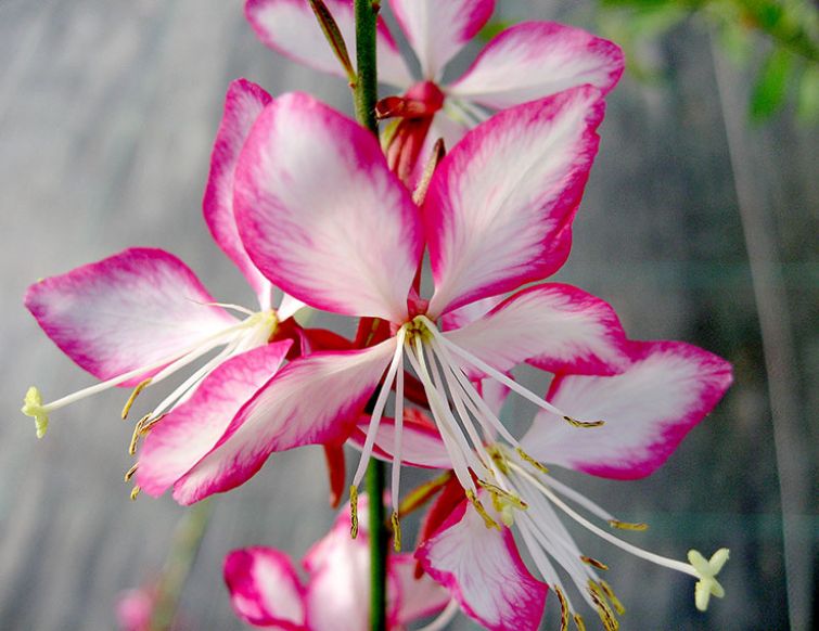 Prachtkerze – Gaura lindheimeri