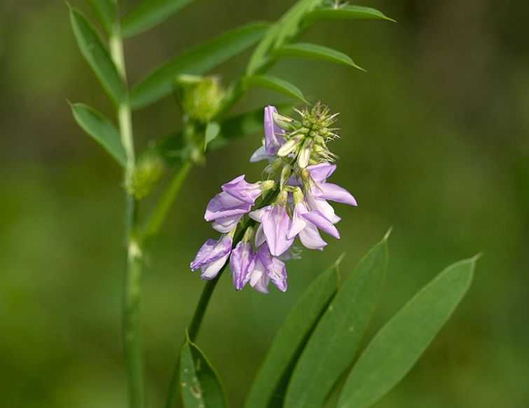 Süssholz - Glycyrrhiza glabra