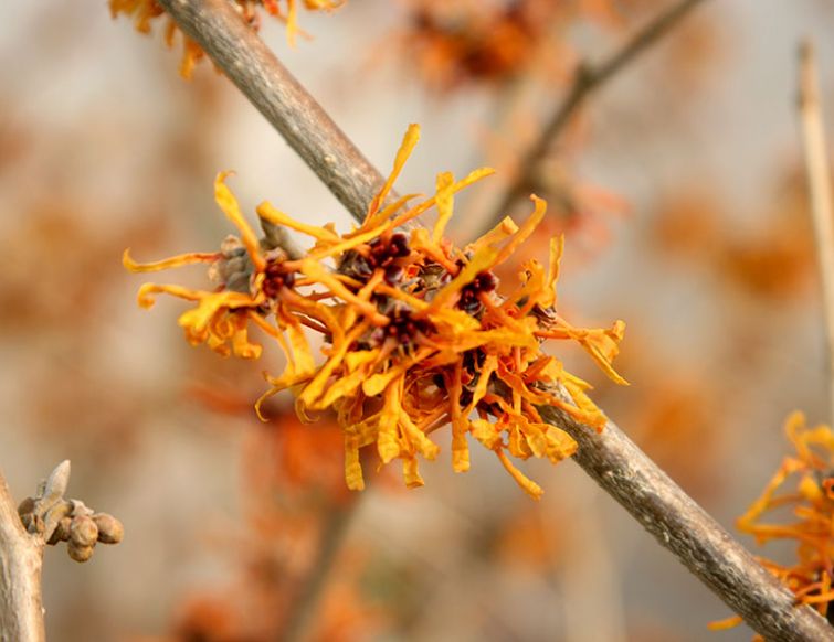 Zaubernuss - Hamamelis