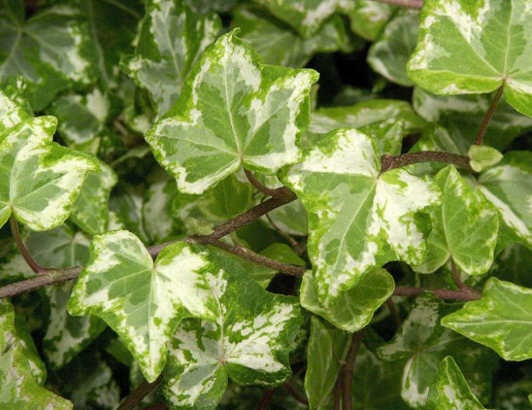 Efeu – Hedera