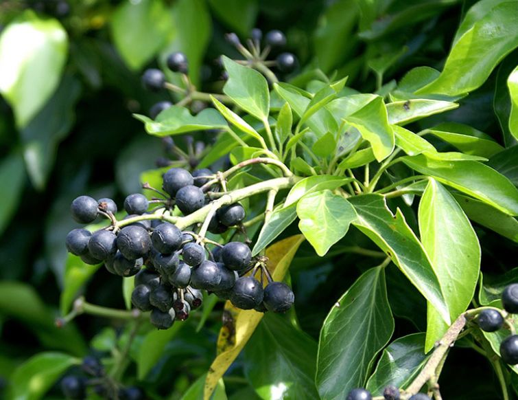 Strauchefeu – Hedera helix ‘Arborescens‘