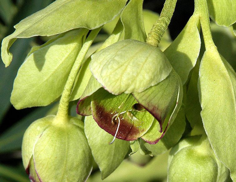 Nieswurz, palmblättrig - Helleborus foetidus