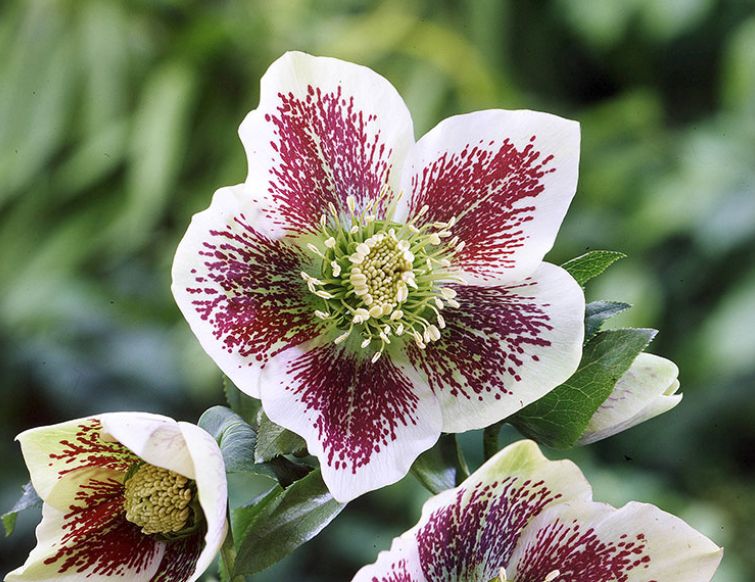 Nieswurz, Lenzrose - Helleborus Orientalis-Hybriden