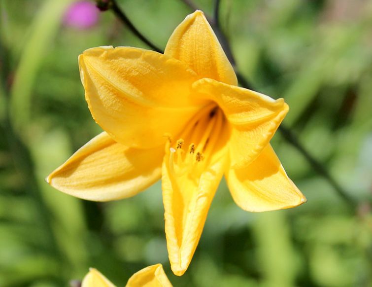 Taglilie – Hemerocallis