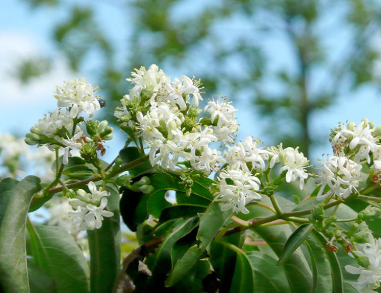 Sieben-Söhne-des-Himmels-Blume - Heptacodium miconioides
