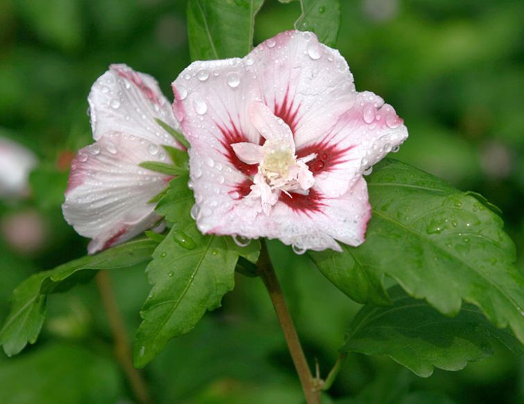 Eibisch - Hibiscus syriacus