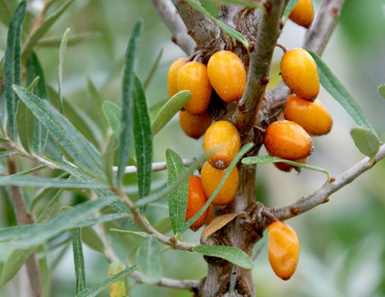 Sanddorn - Hippophae rhamnoides