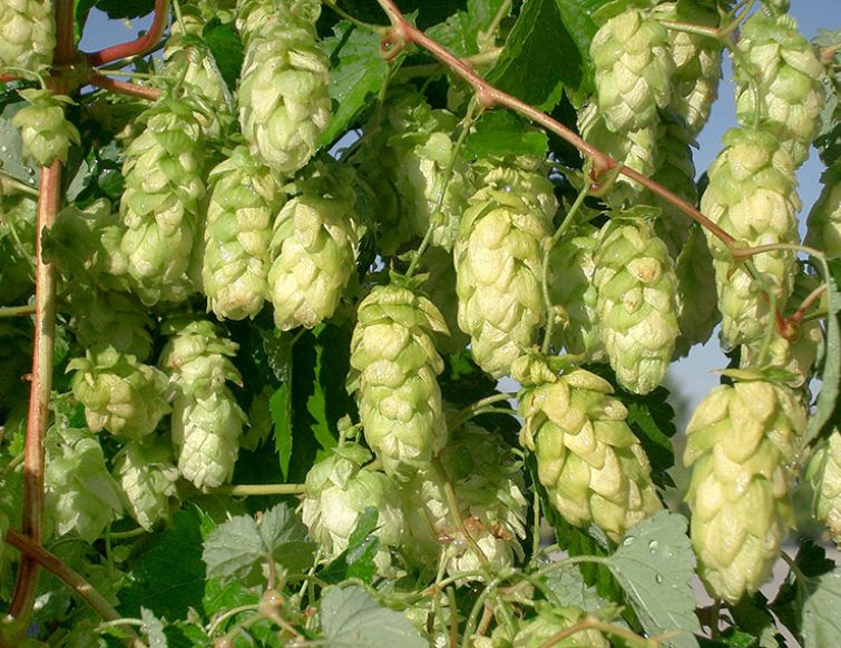 Hopfen Golden Princess - Humulus lupulus 'Golden Princes'