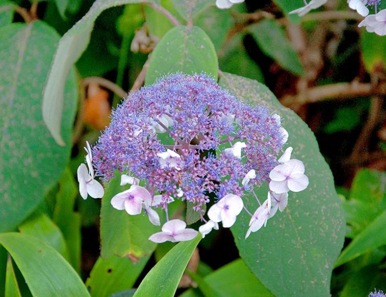 Fellhortensie /  Raublatthortensie – Hydrangea aspera