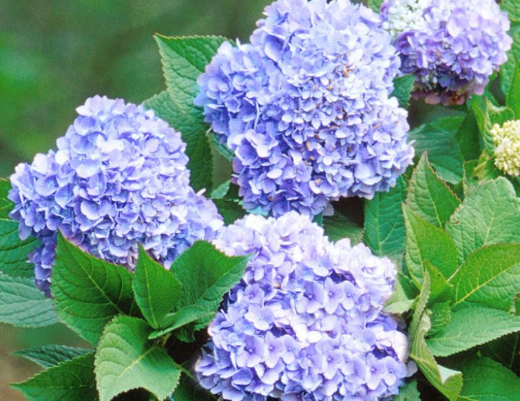 Hortensie - Hydrangea macrophylla 'Endless Summer'