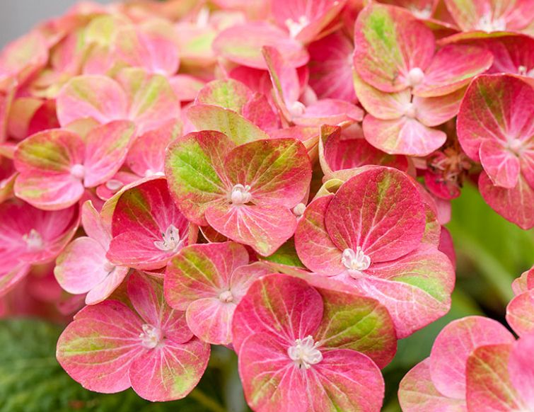 Hortensie - Hydrangea