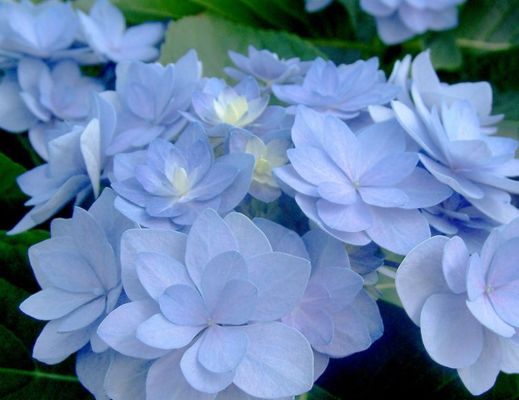 Hortensie, gefülltblühend - Hydrangea macrophylla