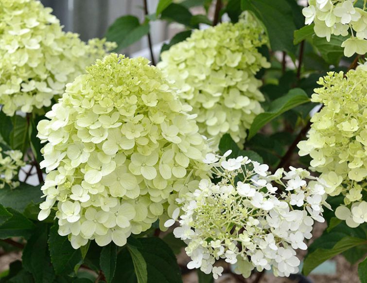 Rispenhortensie - Hydrangea paniculata