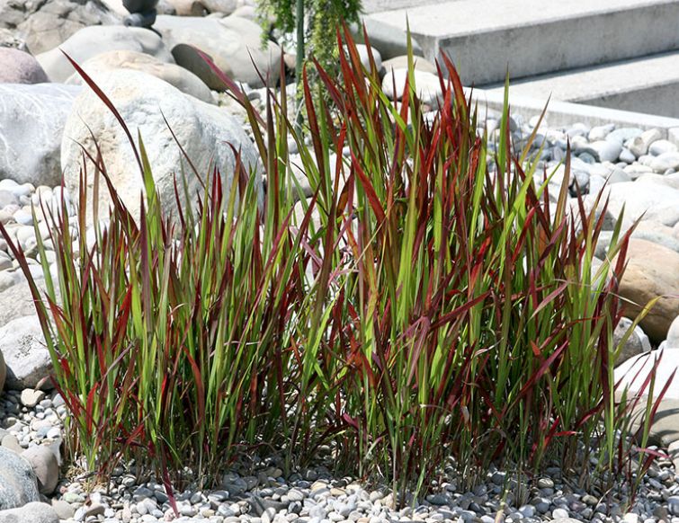 Blutgras, japanisch - Imperata cylindrica Red Baron