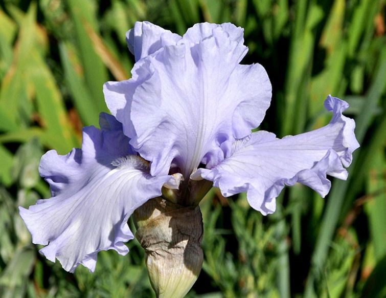 Schwertlilie, Bartiris – Iris Barbata-Elatior Gruppe