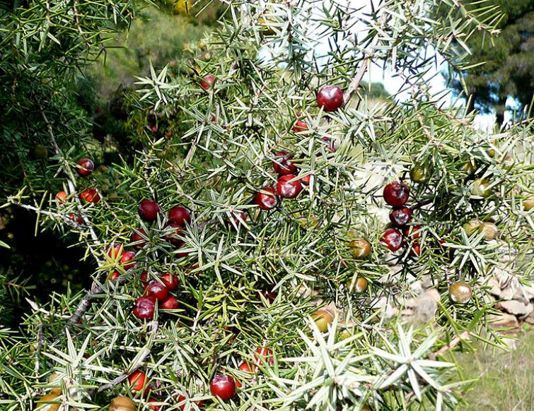 Gemeiner Wacholder – Juniperus communis