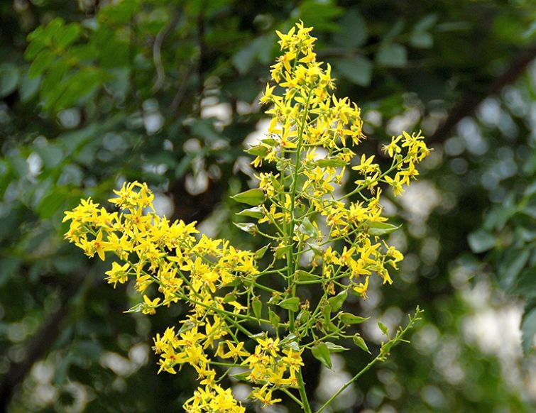 Blasenbaum – Koelreuteria panicula