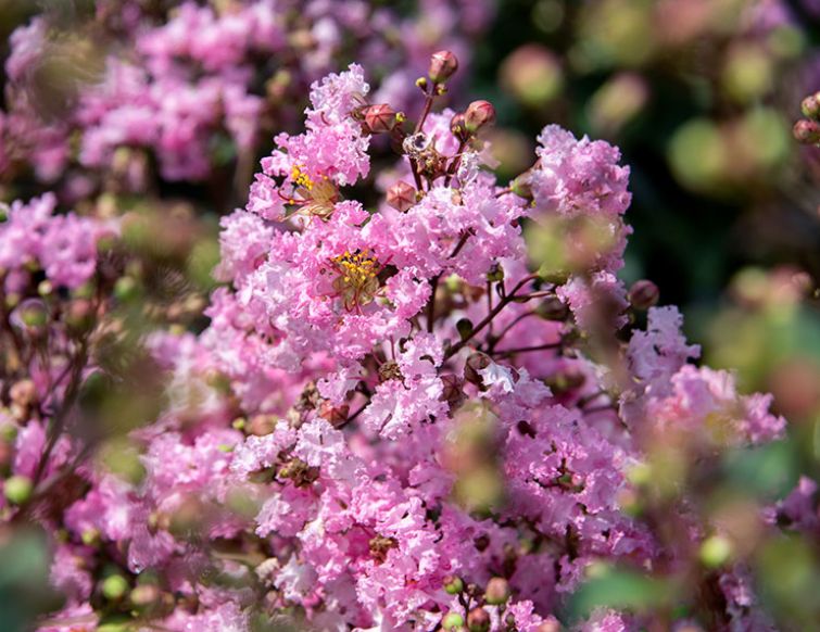 Kräuselmyrte - Lagerstroemia