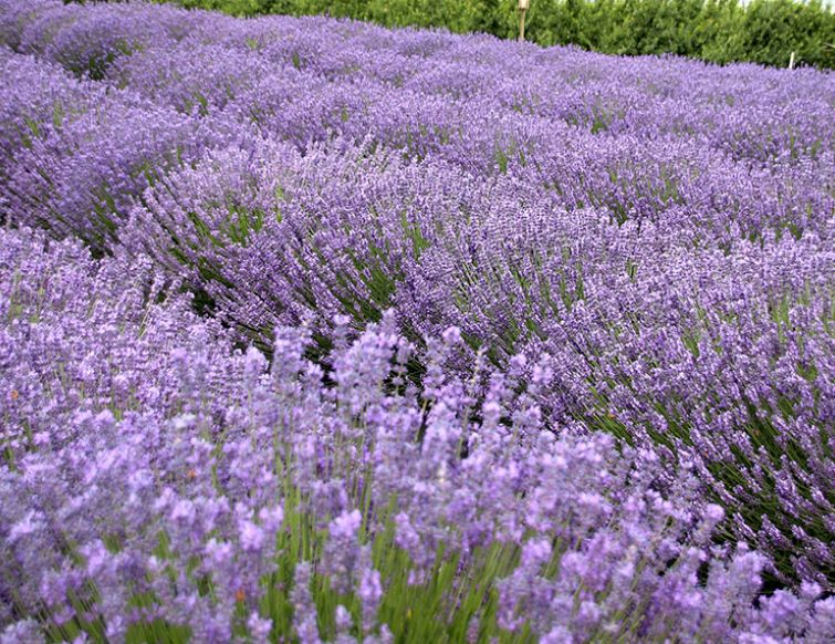 Lavende - Lavandula