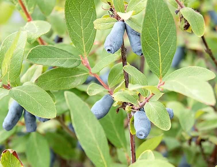 Maibeere – Lonicera caerula