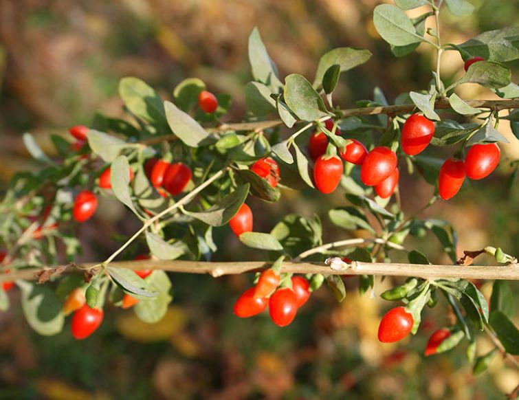 Goji-Beere - Lycium barbarum