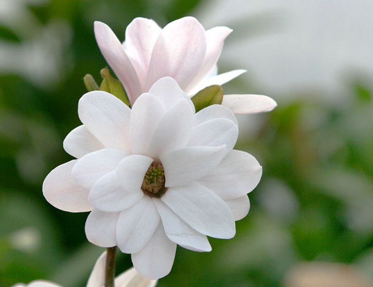 Sternmagnolie - Magnolia stellata