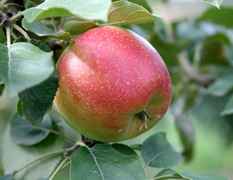 Pflanzung von Obstbäumen