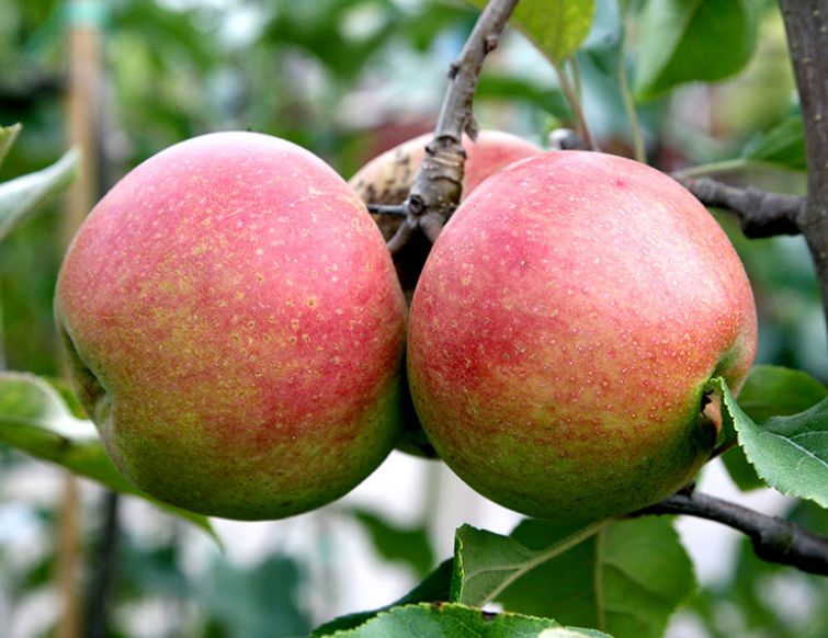 Schnitt von Obstbäumen (Sommer)