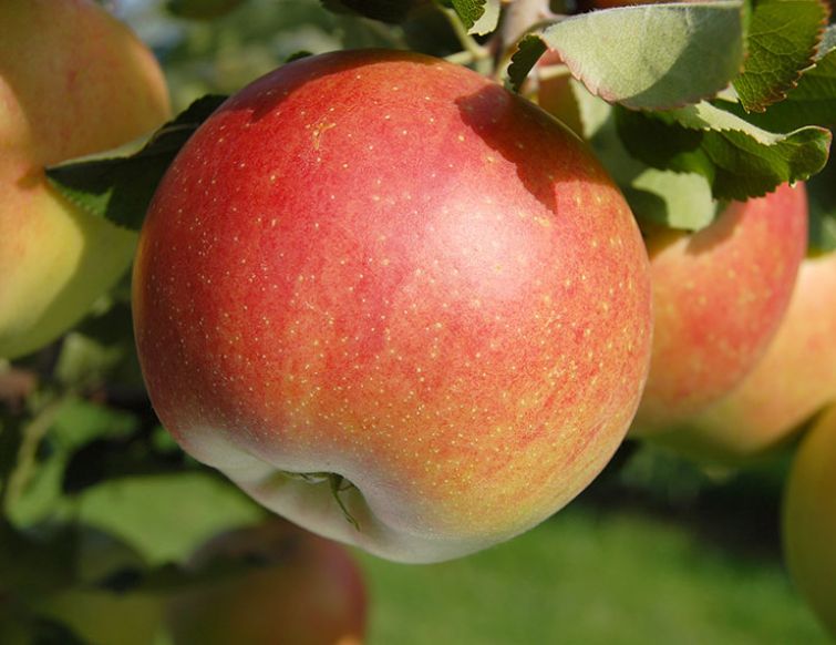 Apfel und Apfelsaft sind gesund