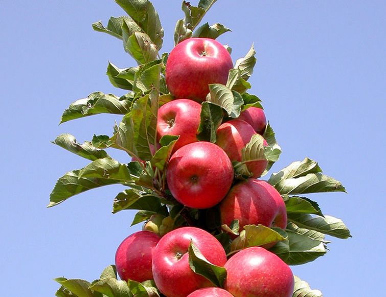 Säulenobst - Obstbäume für kleinere Gärten und Gefässe