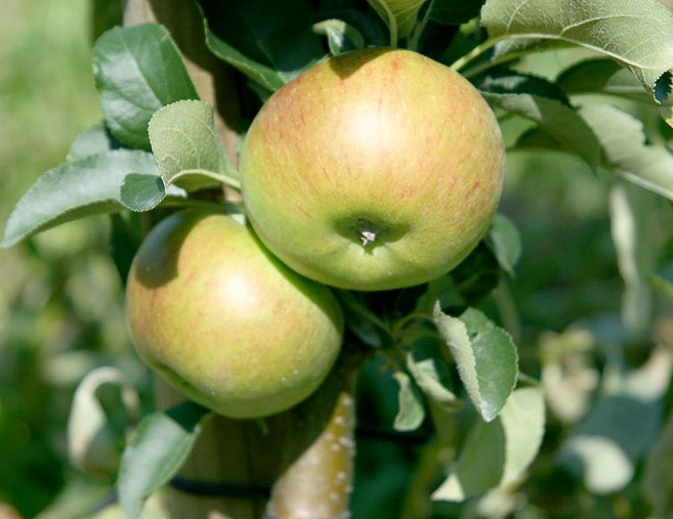 Winterschnitt bei Obstsäulenbäumen