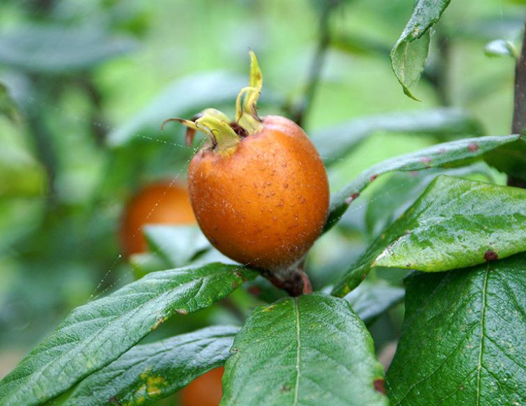 Mispel – Mespilus germanica