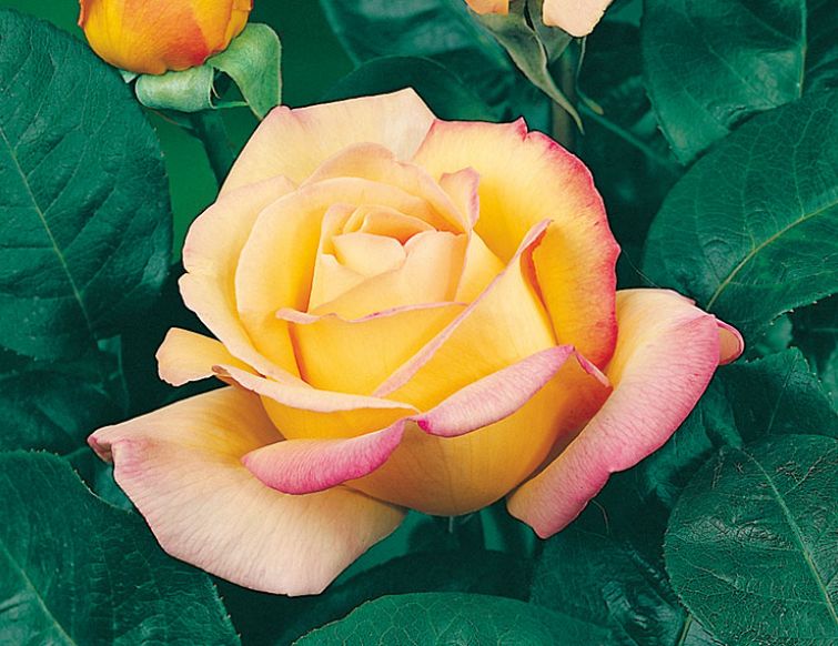 Rose Mme A. Meilland - Die Geschichte