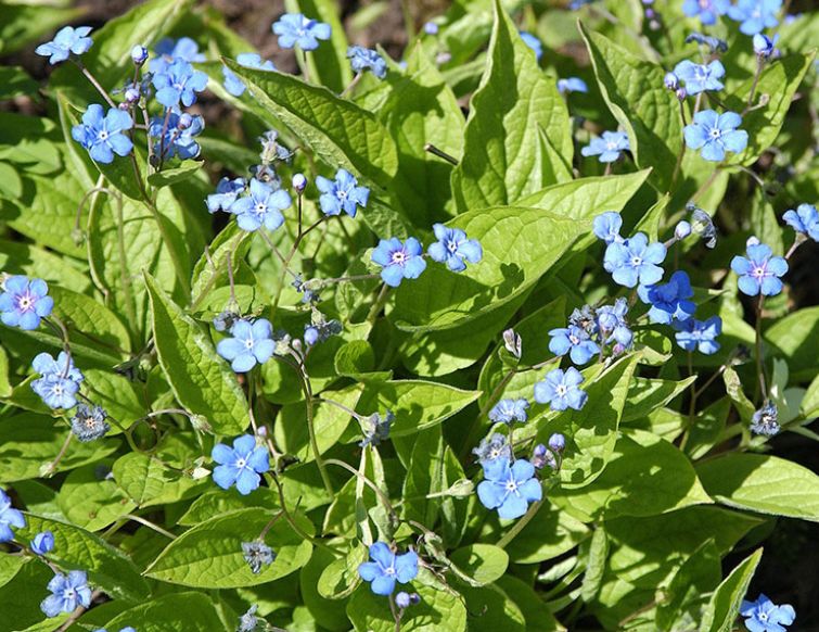 Gedenkemein - Omphalodes verna