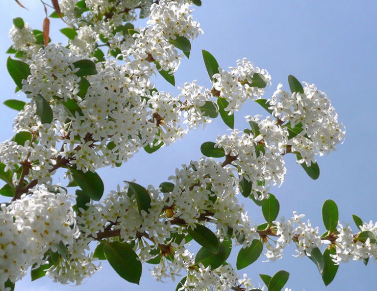 Frühlings-Duftblüte – Osmanthus burkwoodii