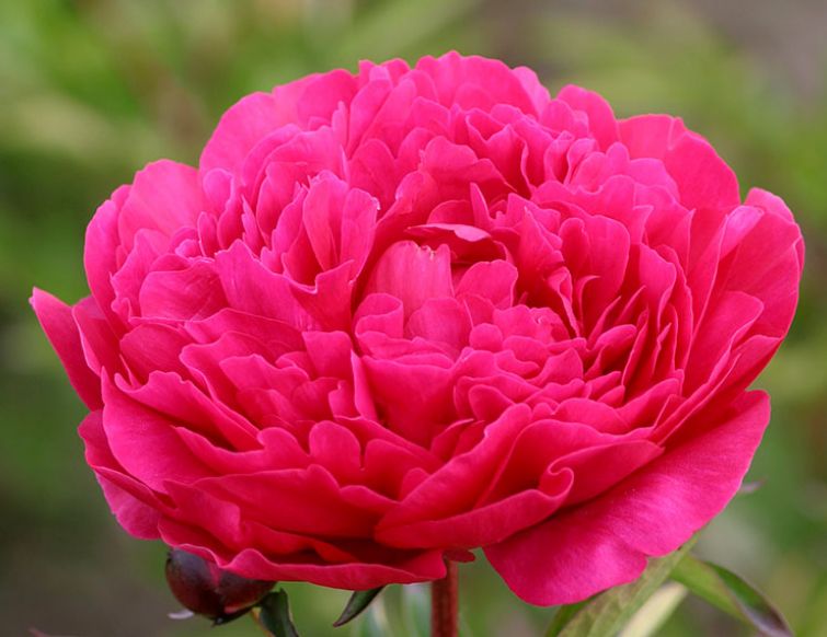 Pfingstrose - Paeonia