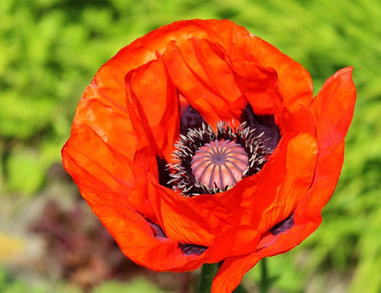 Mohn, orientalisch - Papaver orientale